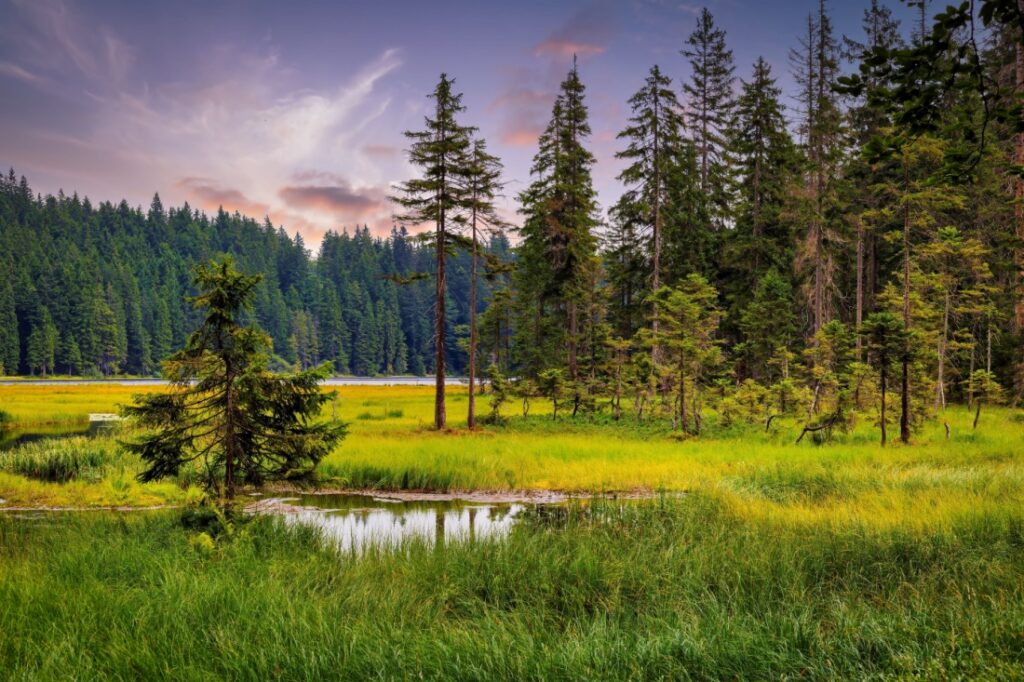 Big Arbersee in the Bavarian Forest National Park, Germany