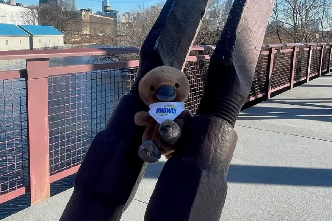 Platty, a small platypus plushie.